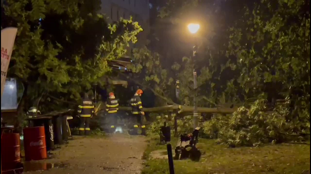 Primăriile din România continuă să planteze un copac care aduce numai necazuri, deși europenii au renunțat de mult la el