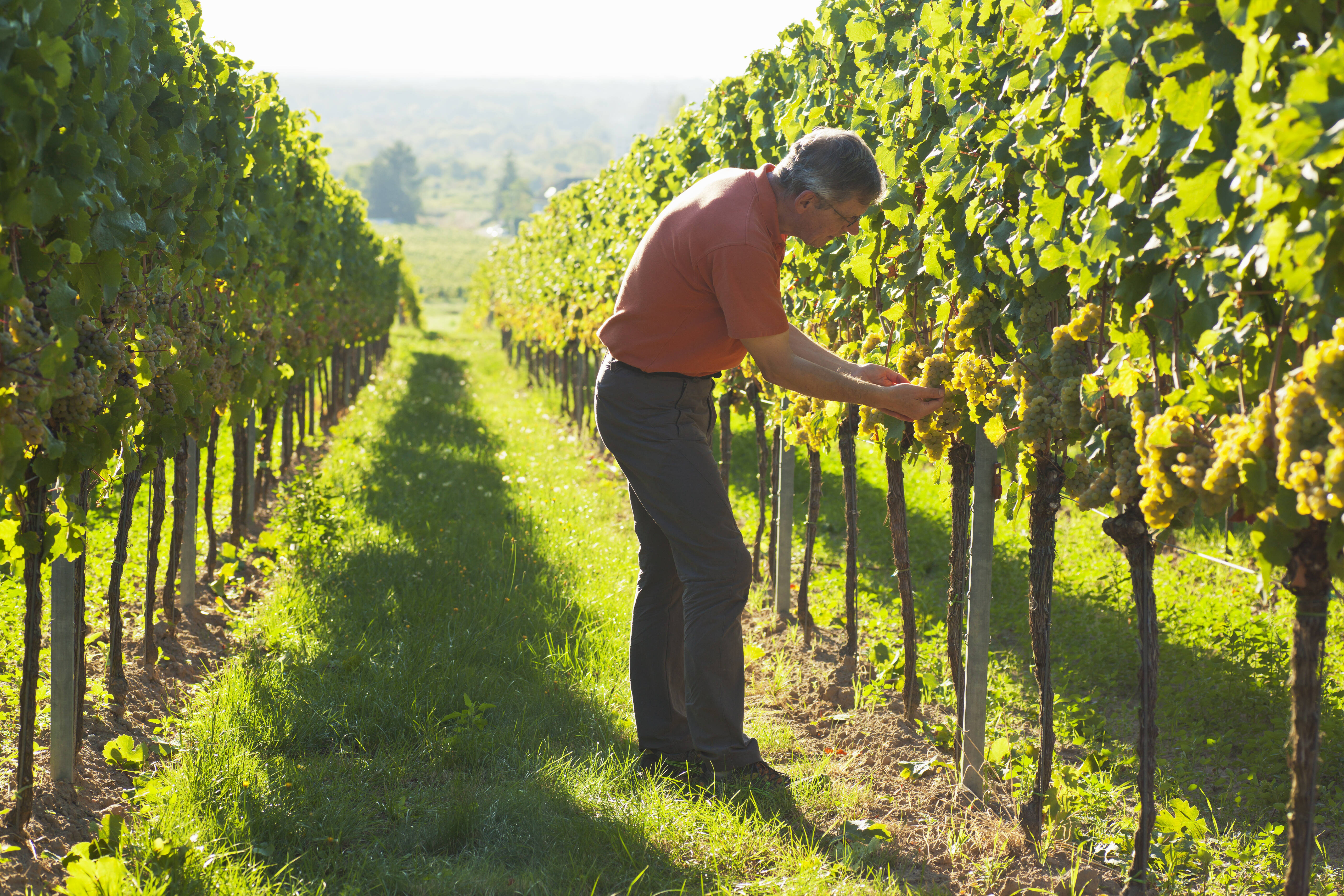 Viticultorii din România, îngrijorați că nu vor găsi zilieri. Ofertele de muncă din Europa, mult mai tentante pentru români