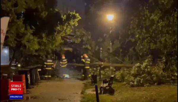 Primăriile din România continuă să planteze un copac care aduce numai necazuri, deși europenii au renunțat de mult la el