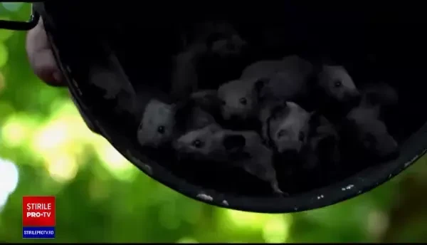 PRO TV a lansat grila de toamnă, plină de surprize și aventuri. De ce noutăți va avea parte publicul, din 4 septembrie