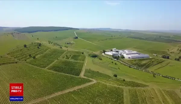 Viticultorii din România, îngrijorați că nu vor găsi zilieri. Ofertele de muncă din Europa, mult mai tentante pentru români