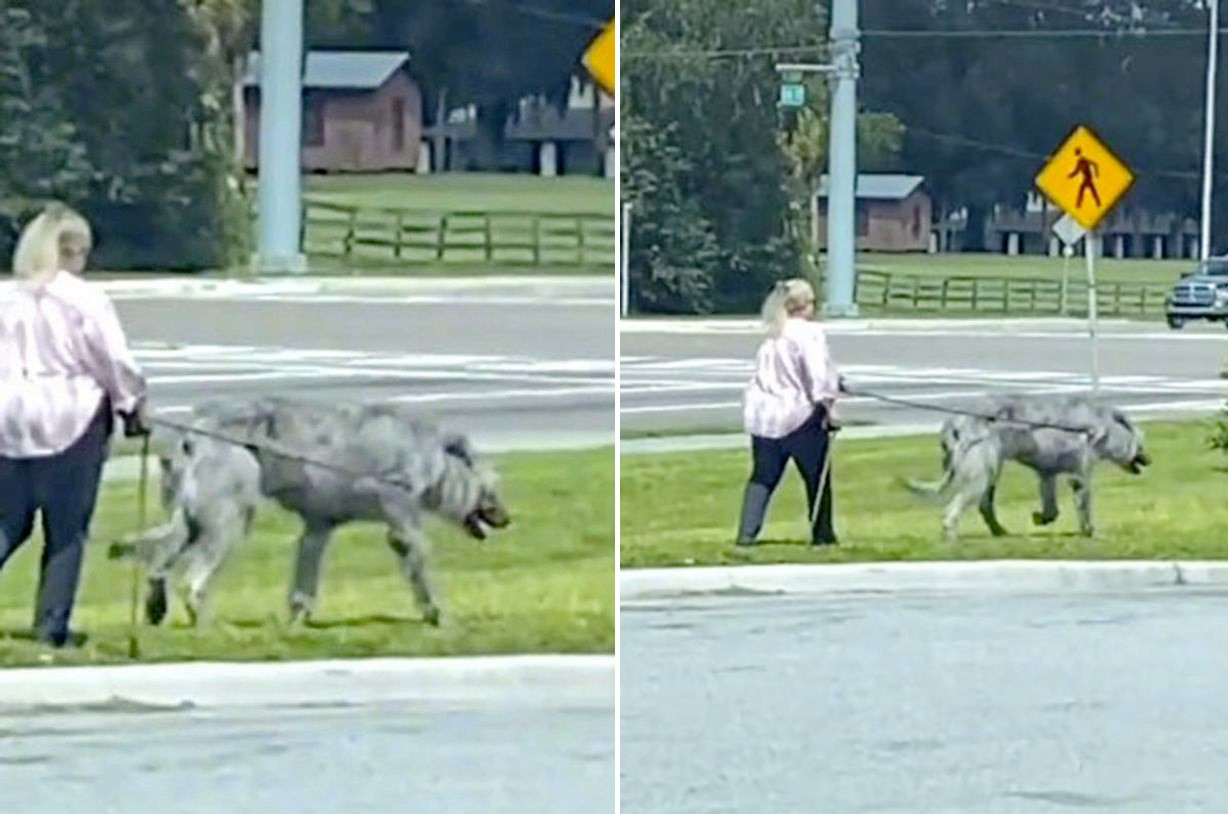 VIDEO. Imaginile care au împărțit internetul în două. „Ăla e un lup sau un câine?”