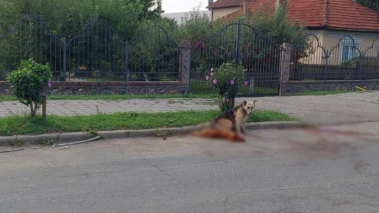 Câinele care își păzește „prietenul” călcat de mașină. Imagini emoționante