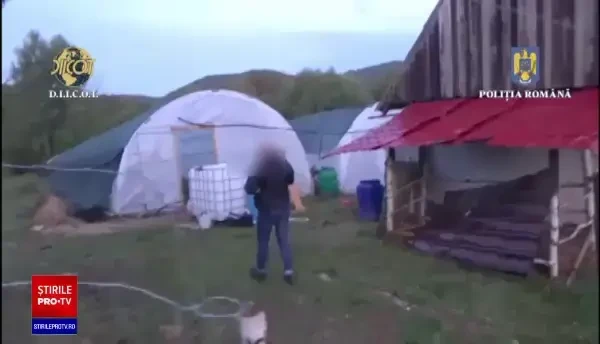 Cultură de canabis întinsă pe șase hectare, descoperită în Bihor. Erau peste 2.600 de plante. VIDEO