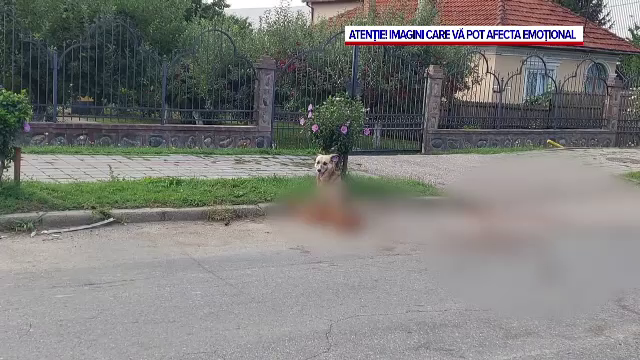 O cățelușă lovită de o mașină a fost vegheată de prietenul său, un câine din vecini. Șoferul care a lovit-o nu a oprit