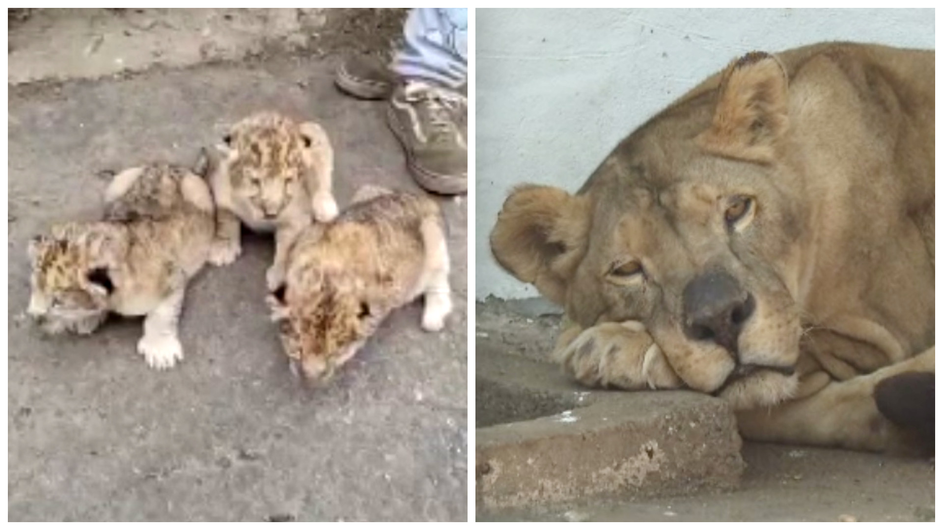 Trei pui de leu, noile vedete ale Gradinii Zoologice din Brăila. Micile feline s-au născut recent în captivitate