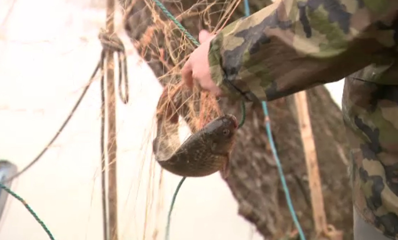 Posibil dezastru ecologic în inima Deltei Dunării. Sute de kilograme de pești morți, găsiți în plase de pescuit