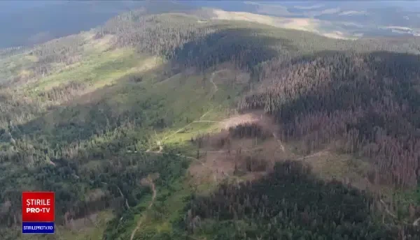 Insectă periculoasă în România. „Gândacul tipograf de scoarță”, considerat dușmanul pădurilor din Europa