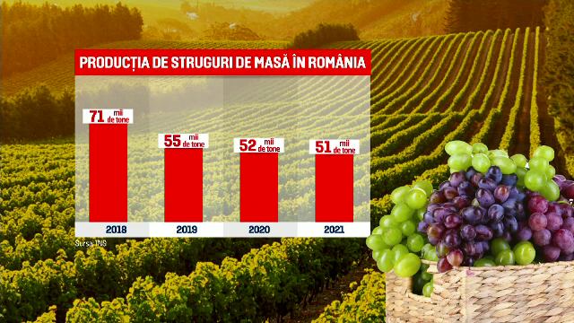 Seceta din vara aceasta a înjumătățit producția de struguri de masă din România