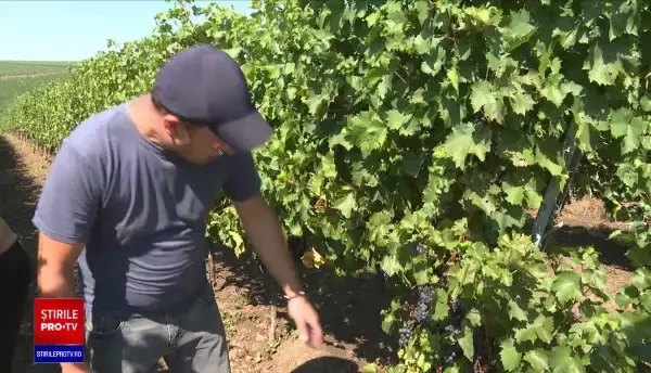 Seceta din vara aceasta a înjumătățit producția de struguri de masă din România