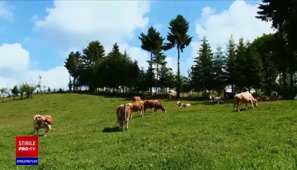 Rețetele românești de brânzeturi alese au ajuns pe mesele gurmanzilor din UE. Cât costă un kg de brânză cu trufe