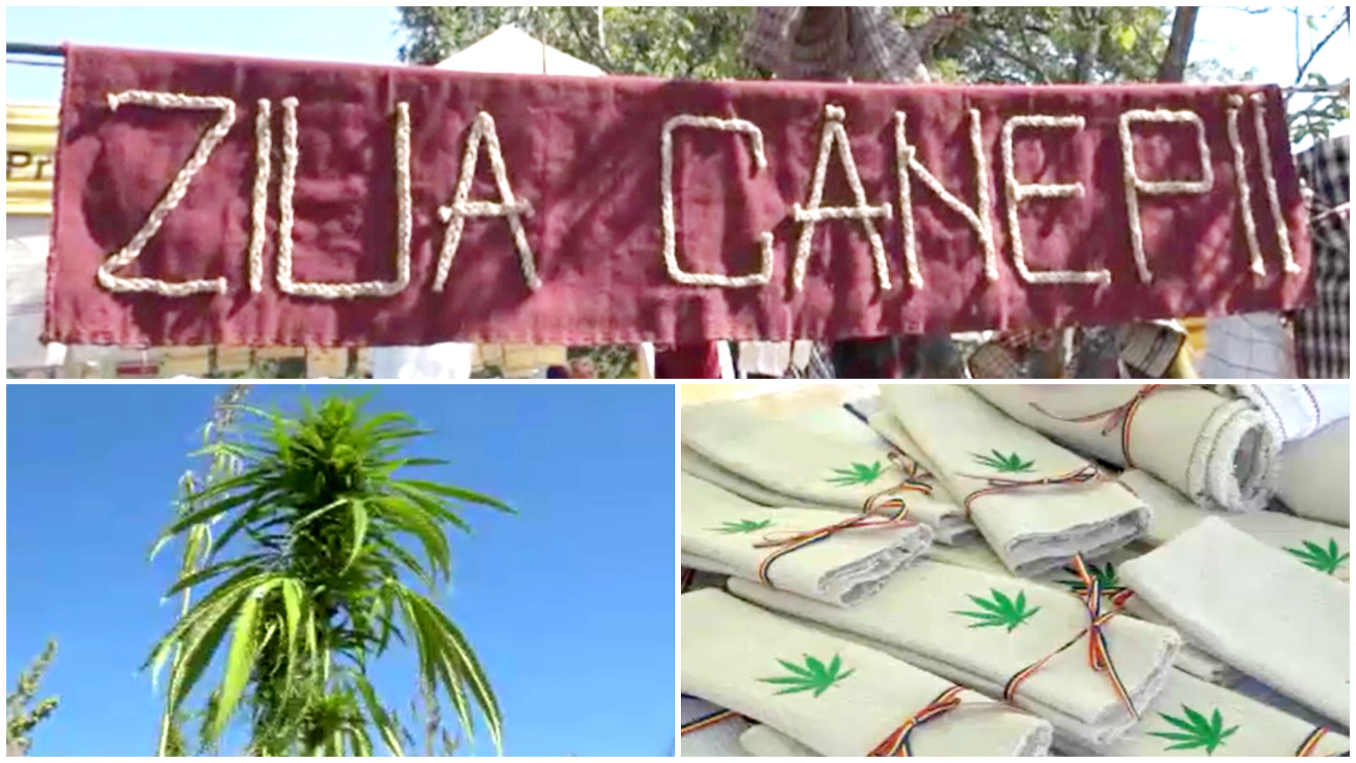 Un sat din Alba ține în viață tradiția cultivării cânepii. Beneficiile aduse de această plantă