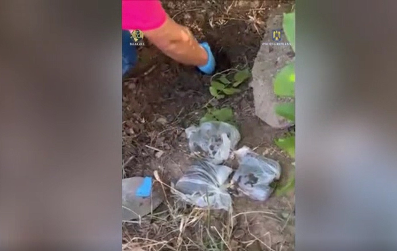 Două kilograme de heroină și peste 850 de pastile de ecstasy, descoperite la rădăcina unui copac din Ferentari