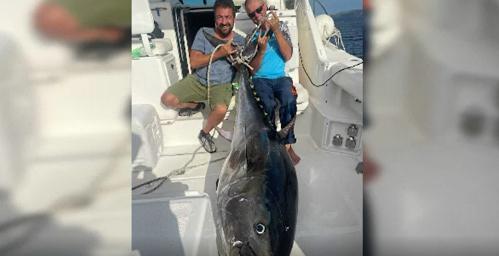 Doi pescari din Croația au prins un ton de peste 200 de kilograme. Cât valorează "monstrul" marin