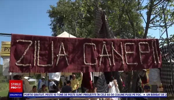 Un sat din Alba ține în viață tradiția cultivării cânepii. Beneficiile aduse de această plantă