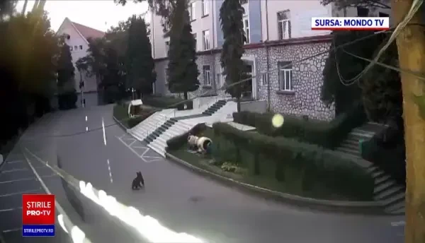 Un pui de urs a fost prins în orașul Petroșani. Ce s-a întâmplat cu animalul