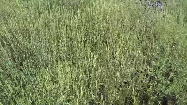 Canicula crește coșmarul celor alergici la ambrozie. Bolnavii se confruntă cu lipsa unor antihistaminice din farmacii