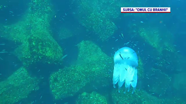 Imagini spectaculoase de la Marea Neagră. Meduzele s-au înmulțit pe litoralul nostru ca urmare a temperaturilor ridicate