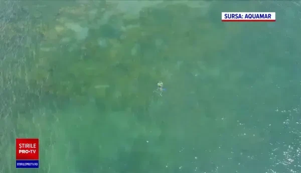 Imagini spectaculoase de la Marea Neagră. Meduzele s-au înmulțit pe litoralul nostru ca urmare a temperaturilor ridicate