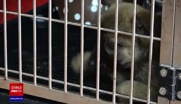 Câini de rasă vânduți ilegal la târguri, cu peste 100 euro. Pentru că nu aveau acte, doi bărbați au dosar penal