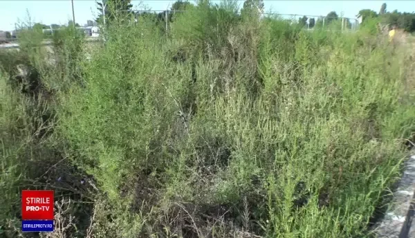 Canicula crește coșmarul celor alergici la ambrozie. Bolnavii se confruntă cu lipsa unor antihistaminice din farmacii