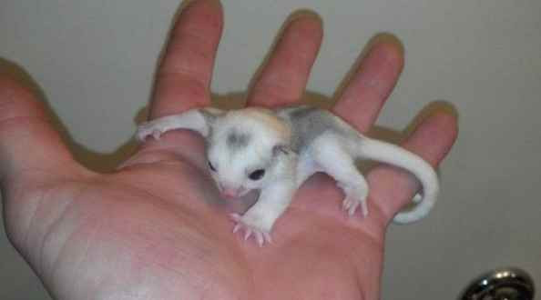 Creatura ciudată descoperită de un bărbat în pădurea din spatele casei. S-a transformat după ce a fost hrănită cu biberonul