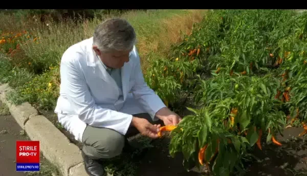 Cel mai iute ardei din lume a fost creat în România. Este în procedură de omologare