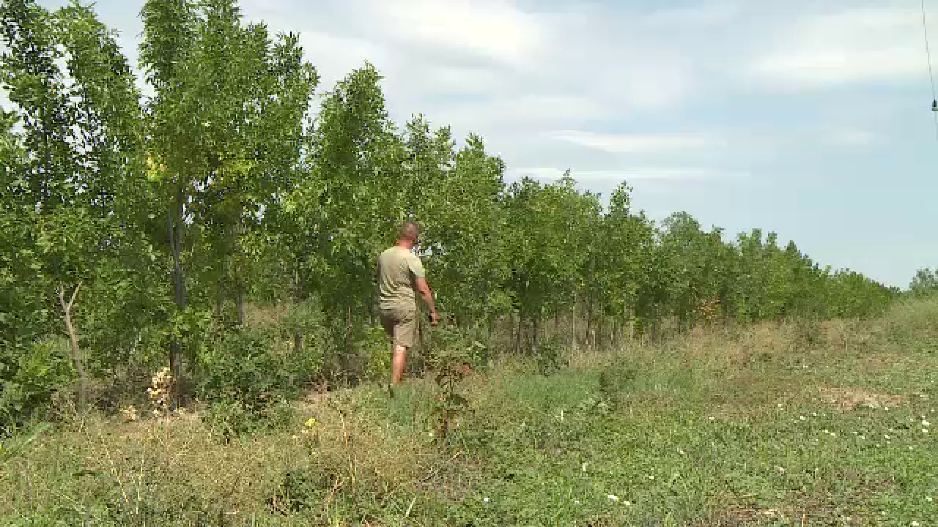 Legea perdelelor forestiere, modificată pentru a șasea oară. Ce presupune schimbarea