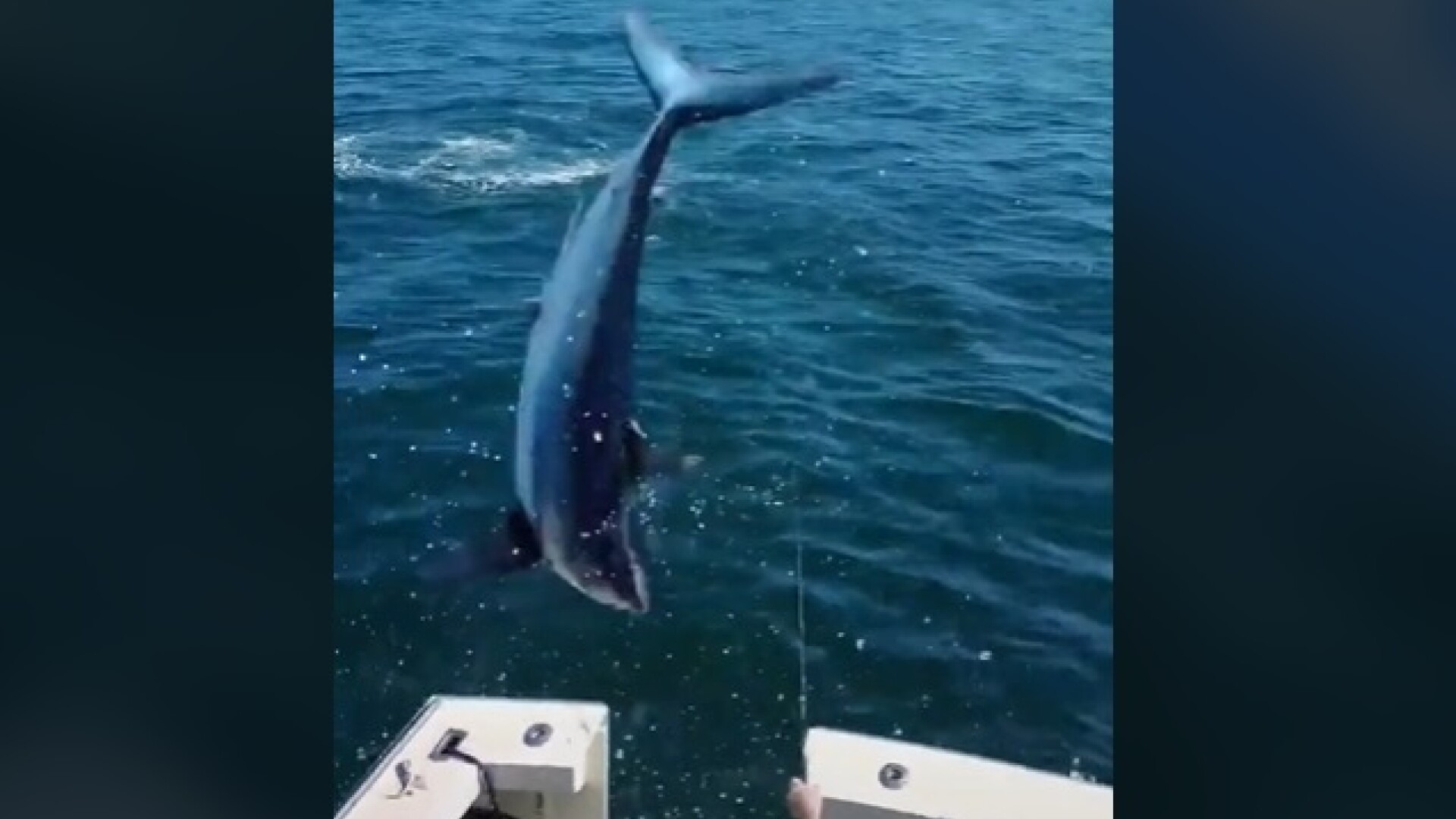 Momentul dramatic în care un rechin imens sare într-o barcă. Cum au scăpat pescarii | VIDEO