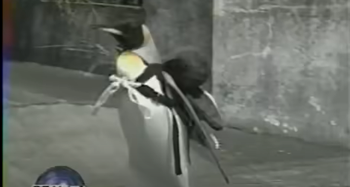 Povestea pinguinului LaLa care merge singur la piață să cumpere pește VIDEO