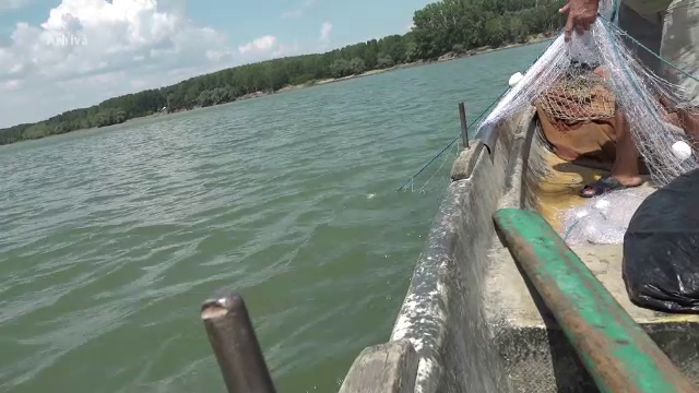 Braconajul sturionilor femele, o reală problemă în România. Suma fabuloasă pentru care se vinde un kilogram de icre negre