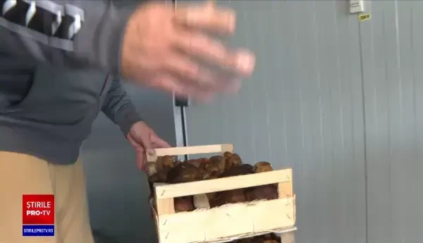 Recolta de ciuperci din România va ajunge în Germania și Italia. Cu ce problemă se confruntă exportatorii români