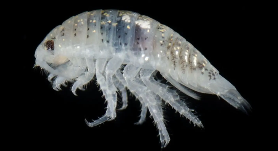 Înotătorii, asaltați de „mini-rechini” care le „atacă picioarele”. Ce plajă este afectată