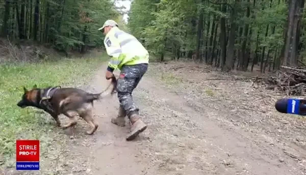 Un bărbat de 78 de ani a dispărut în pădurea Vorona. A plecat să culeagă ciuperci și nu s-a mai întors acasă