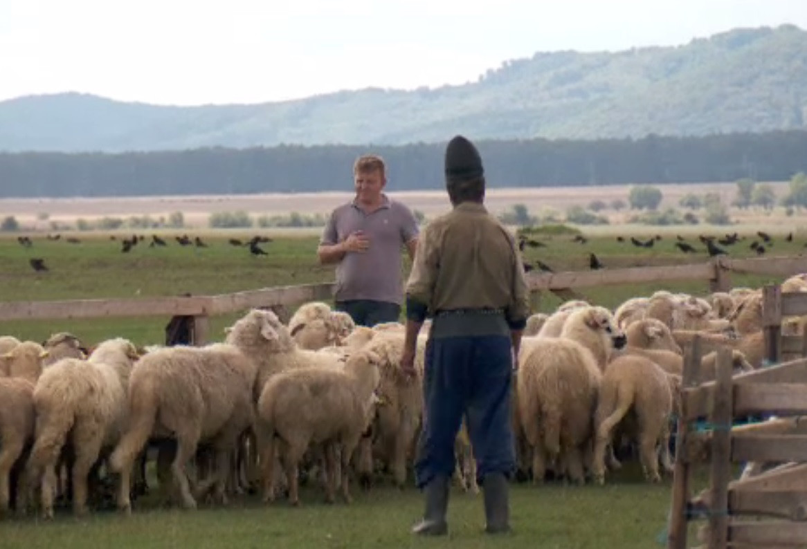 Stânele de la munte ar putea avea propriile centre de procesare a laptelui. Suma pe care o pot obține ciobanii