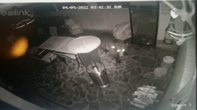 Un pui de urs și-a făcut apariția pe terasa unei pensiuni din stațiunea Rânca