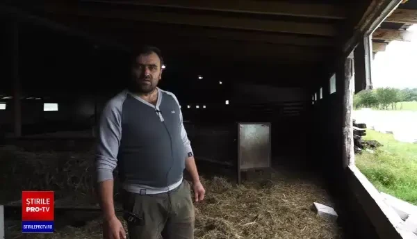 Un urs a făcut ravagii în gospodăria unui localnic din Mureș. Animalul a ucis zeci de oi