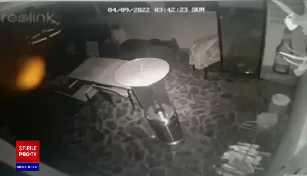 Un pui de urs și-a făcut apariția pe terasa unei pensiuni din stațiunea Rânca