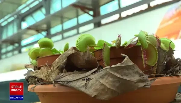Flori inedite la Grădina Botanică din Cluj-Napoca. Zeci de plante carnivore pot fi admirate de vizitatori