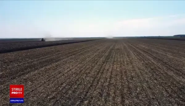 Pe câmpurile din țară a început recoltarea porumbului. La câte hectare se ridică recolta de anul acesta