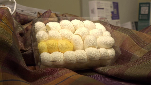 Zeci de specialiști din 15 țări se întâlnesc în Cluj la un congres dedicat studiului viermilor de mătase