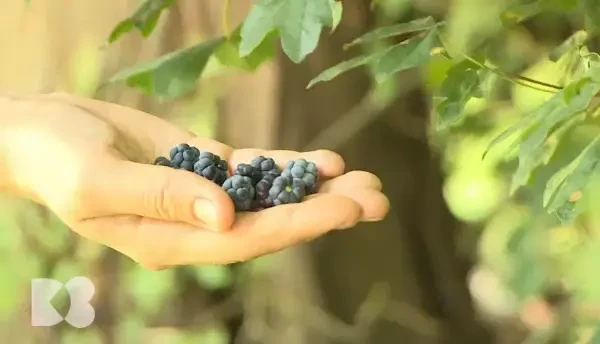 De ce activitatea fizică ne face bine, din punct de vedere biologic. Relația mișcare-oxigen-glicemie, extrem de importantă