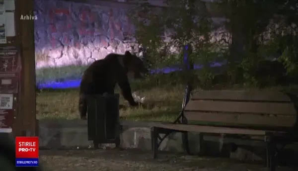 Un bărbat din Buzău a fost atacat de urs în plină stradă. De ce a și-a continuat deplasarea, deși văzuse animalul