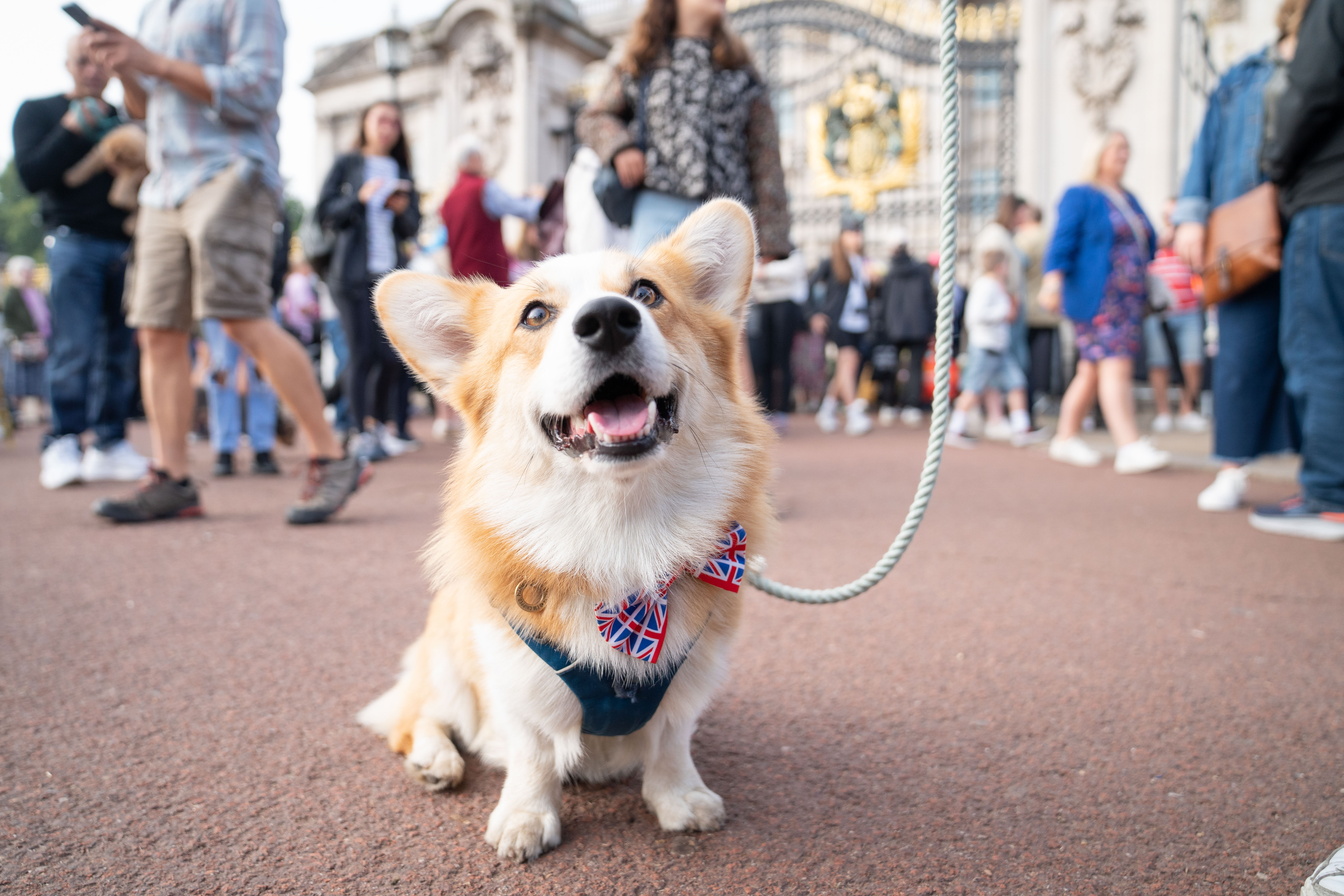 Lucruri fascinante despre câinii reginei Elisabeta a II-a. Ultimii corgi ai suveranei vor locui la Windsor | GALERIE FOTO