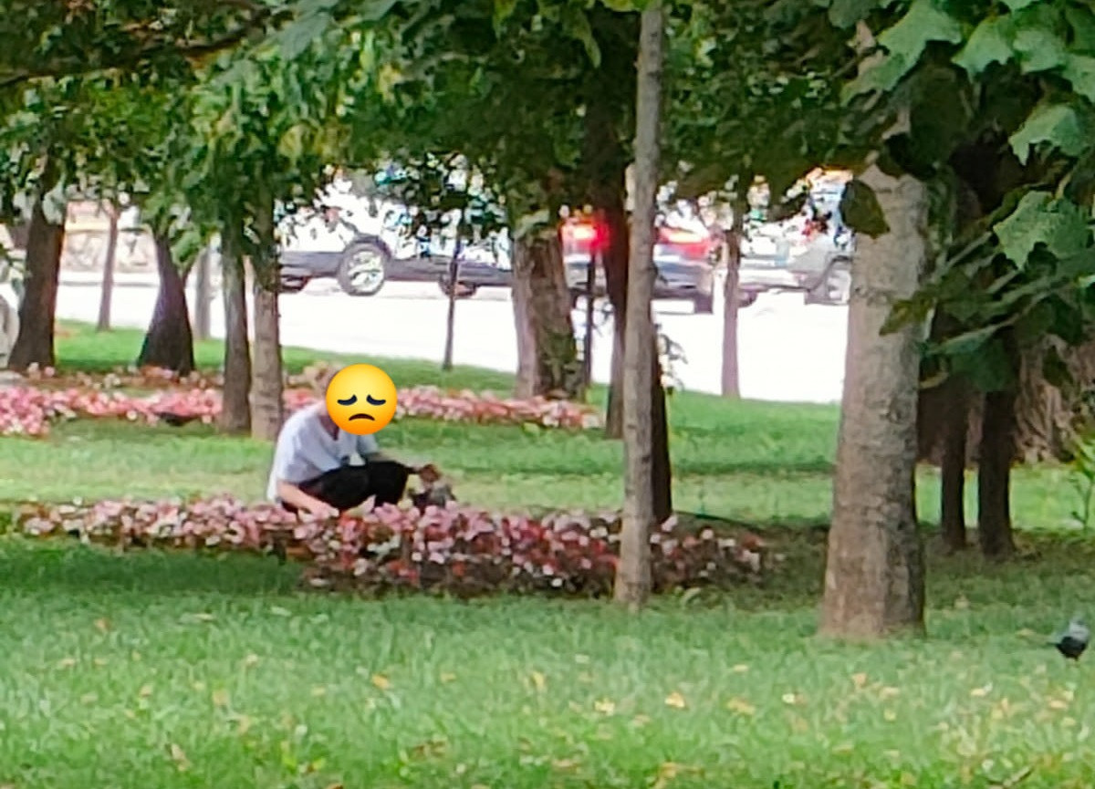 Amenda primită de o femeie care a furat flori din centrul Craiovei. Le-a băgat în mașină cu tot cu rădăcini FOTO