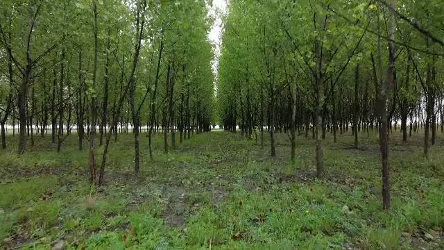 Fenomenele observate la mai mulți copaci din Buzău. „Le putem numi anomalii”