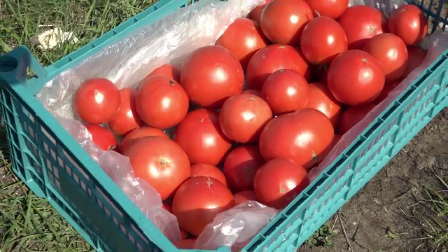 Ne putem da seama dacă roșiile au fost stropite cu substanțe periculoase? Recomandările unui cercetător