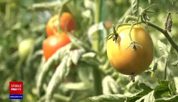 Fondurile pentru „Programul Tomata” au fost suplimentate. Suma acordată nu va mai fi condiționată de numărul celor înscriși