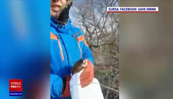 UE acordă României un ajutor de 8,5 milioane de euro pentru salvarea nurcilor. Vor fi construite insule artificiale