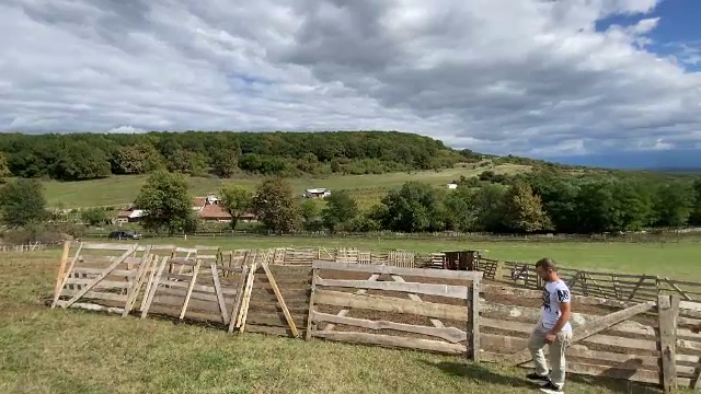 O stână din apropiere de Sibiu a fost atacată de urși. Zeci de capre au murit